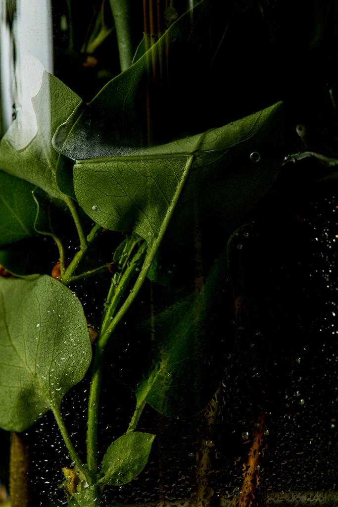 Close-up shot van groene Lila bladeren in glazen vaas met water - Foto, afbeelding
