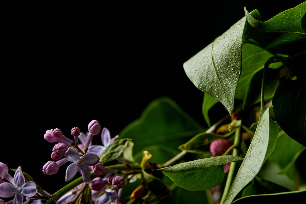 close-up shot of branch of lilac covered with water drops isolated on black - Photo, Image