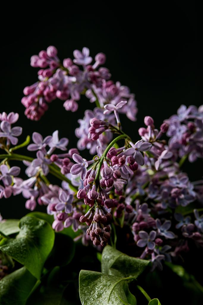Detailní záběr aromatických jarní fialovými květy, které jsou izolovány na černém pozadí - Fotografie, Obrázek