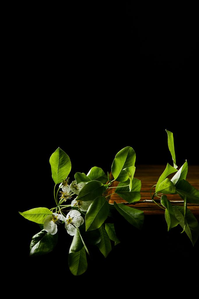 zbliże oddziału wiśniowych kwiatów leżącego na drewnianym blatem na czarnym tle - Zdjęcie, obraz