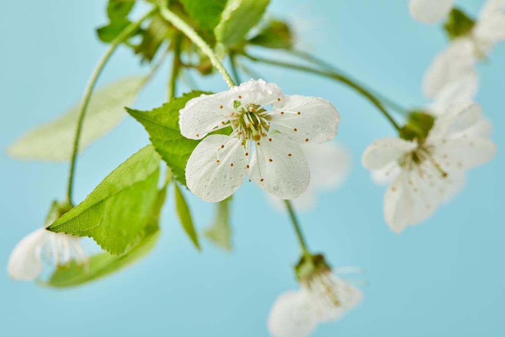 Nahaufnahme von aromatischer Kirschblüte isoliert auf blau - Foto, Bild