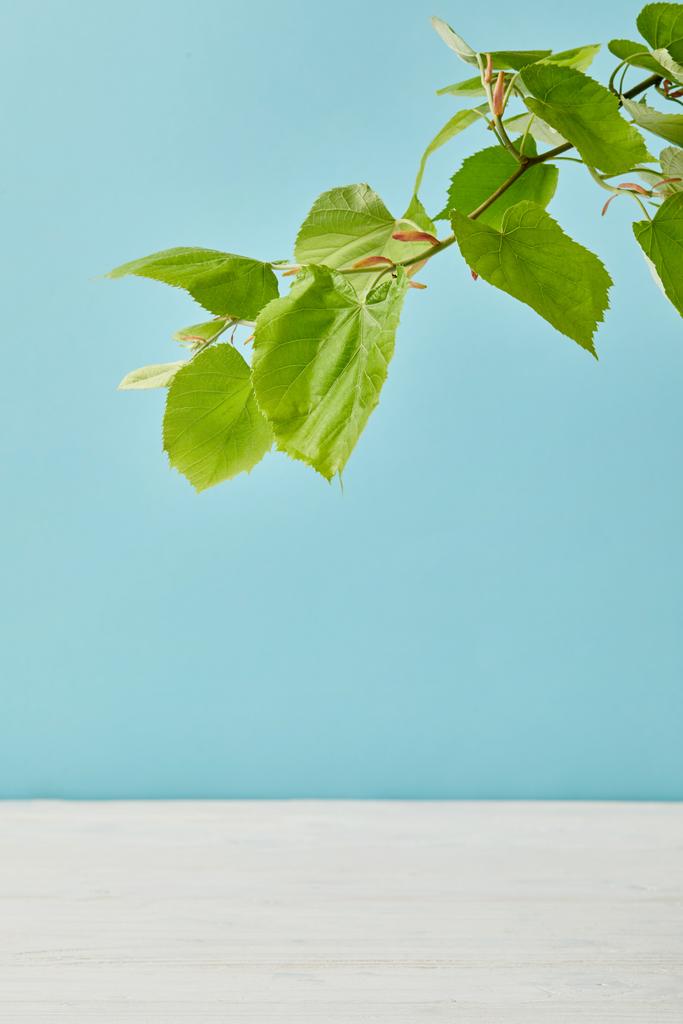 крупним планом постріл квітучої гілки зеленої липи ізольовані на синьому
 - Фото, зображення