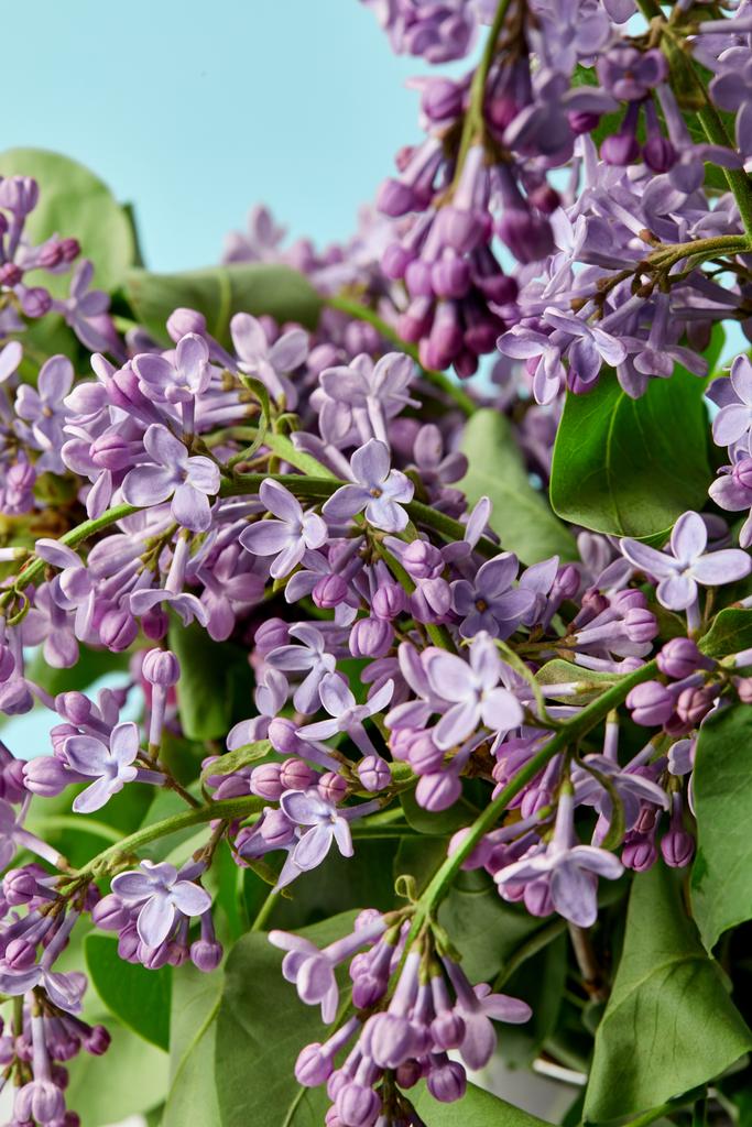 close-up shot of branches of spring lilac flowers isolated on blue - Photo, Image