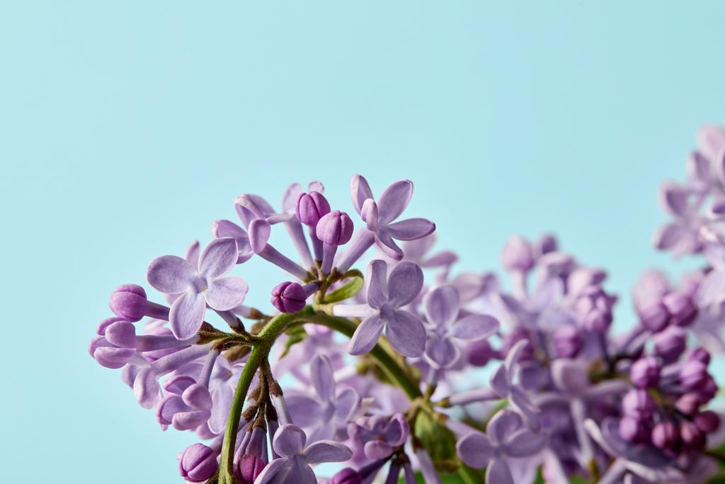 青に分離された美しい春ライラック色の花のクローズ アップ撮影 ロイヤリティフリー写真 画像素材
