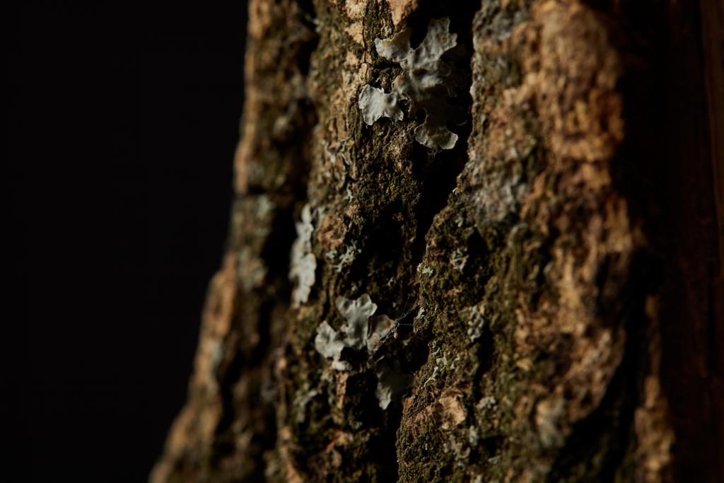 Nahaufnahme von Baumrinde isoliert auf schwarzem Hintergrund - Foto, Bild