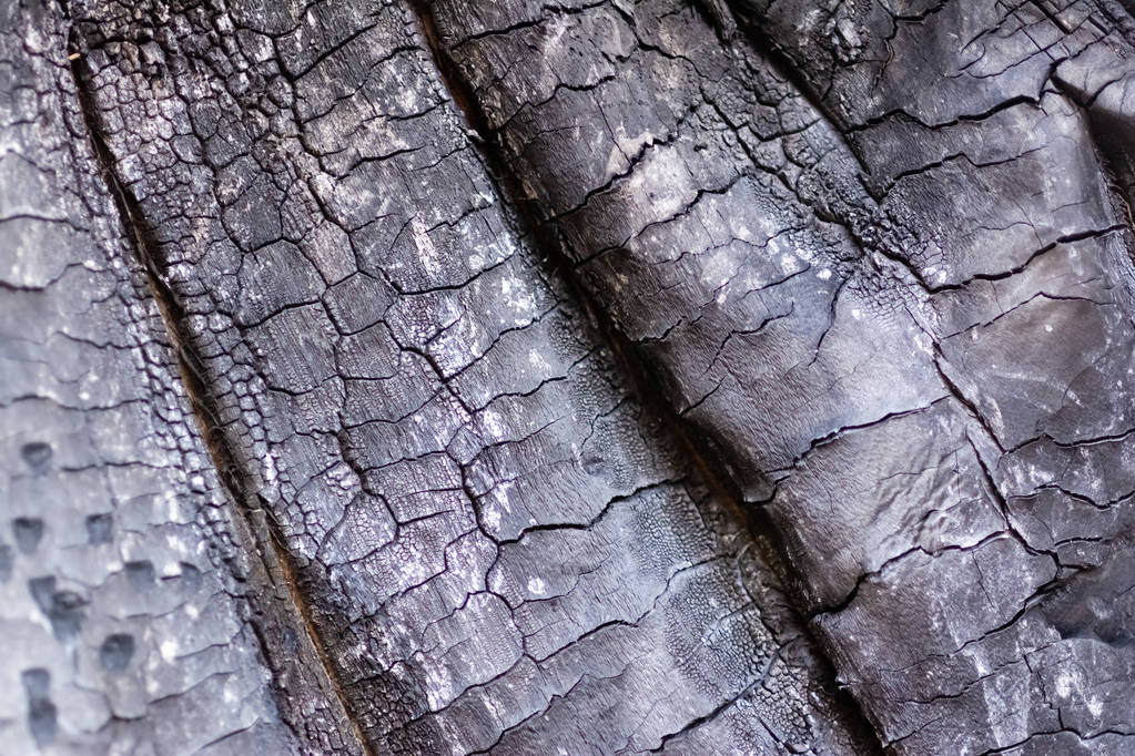 close-up view of old burned wooden background - Photo, Image