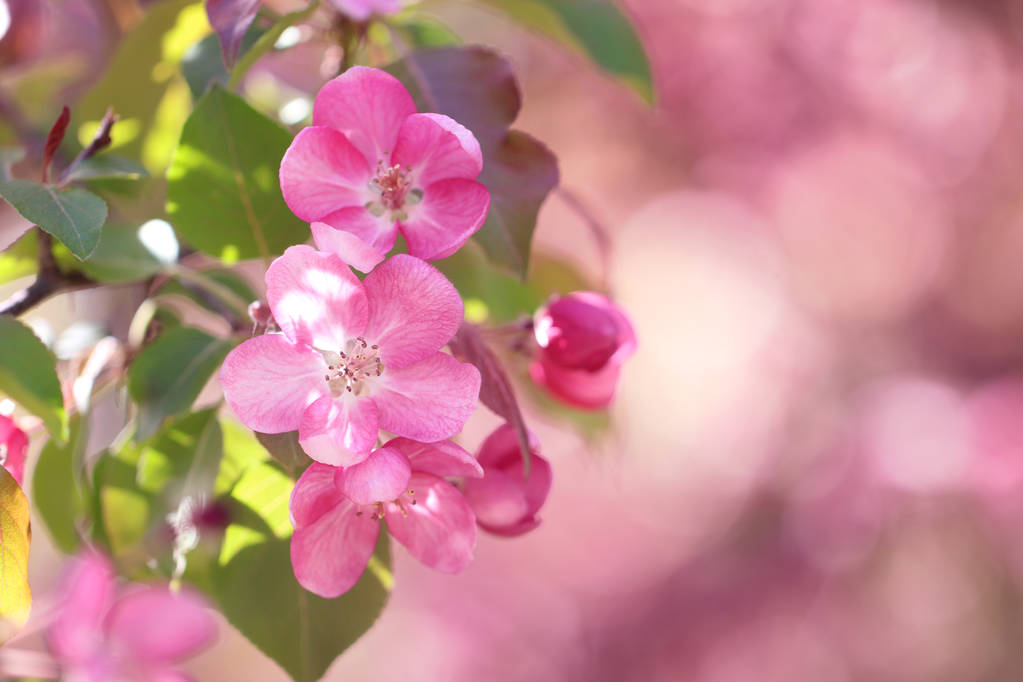 Fleurs roses de pommier sur le fond rose
  - Photo, image