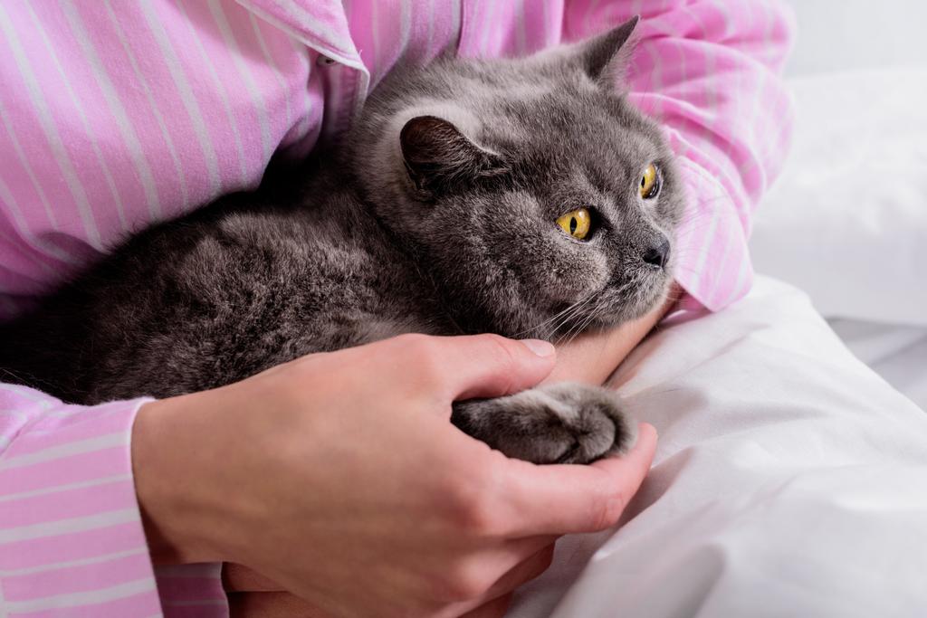 vágott lövés a brit Rövidszőrű macska ágyban otthon nő - Fotó, kép