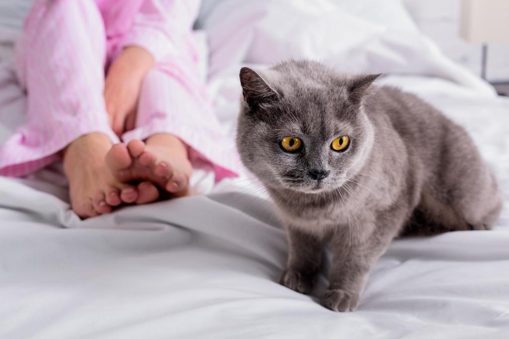 περικοπεί shot γυναίκας με Βρετανία shorthair γάτα στο κρεβάτι στο σπίτι - Φωτογραφία, εικόνα