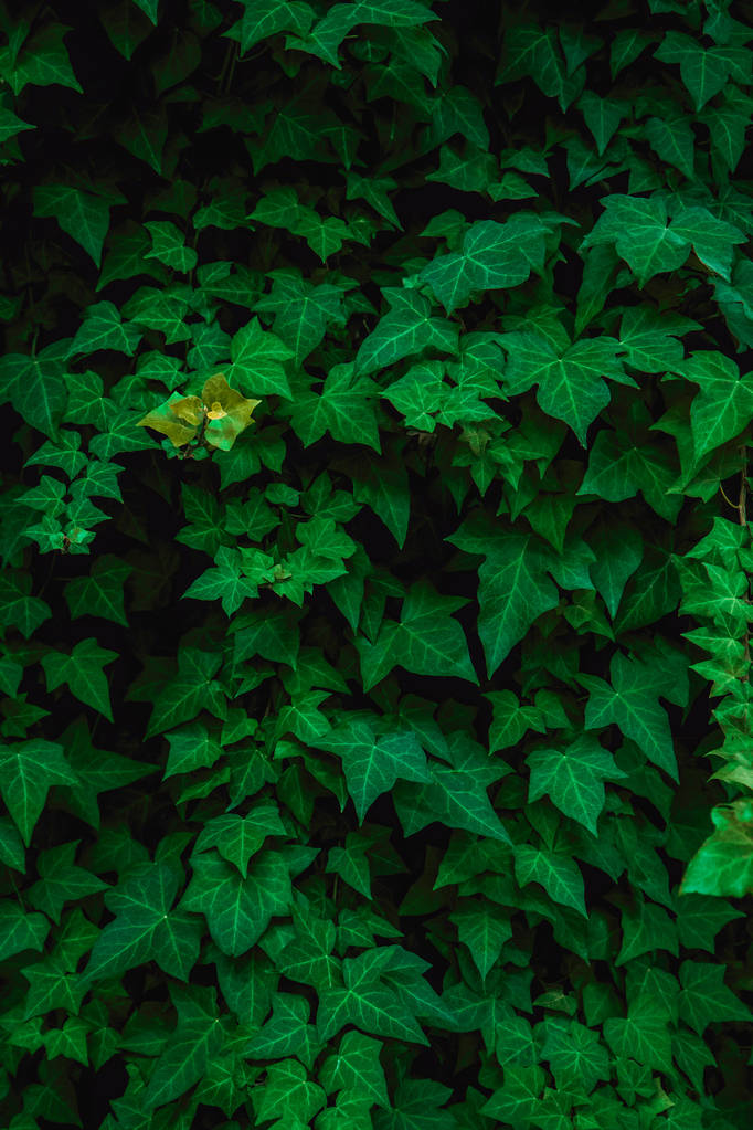 Taze yeşil yapraklar arka plan - Fotoğraf, Görsel