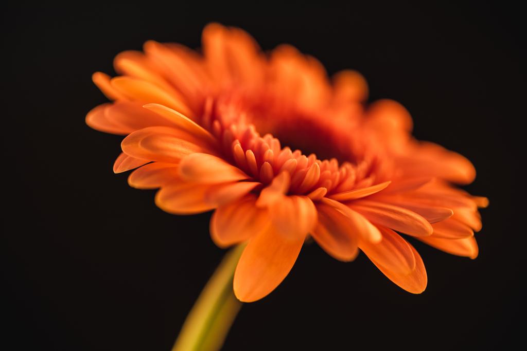 selective focus of orange gerbera flower, isolated on black - Photo, Image