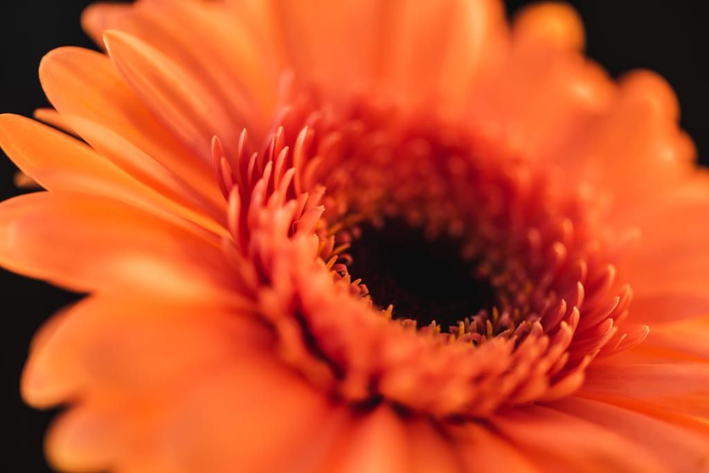 doku turuncu gerbera çiçek, siyahta izole - Fotoğraf, Görsel