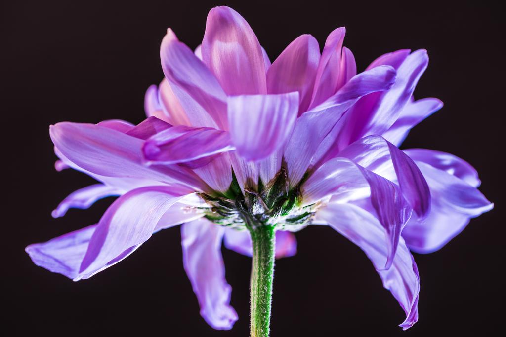 zbliżenie kwiatów z fioletowe płatki, na czarnym tle - Zdjęcie, obraz