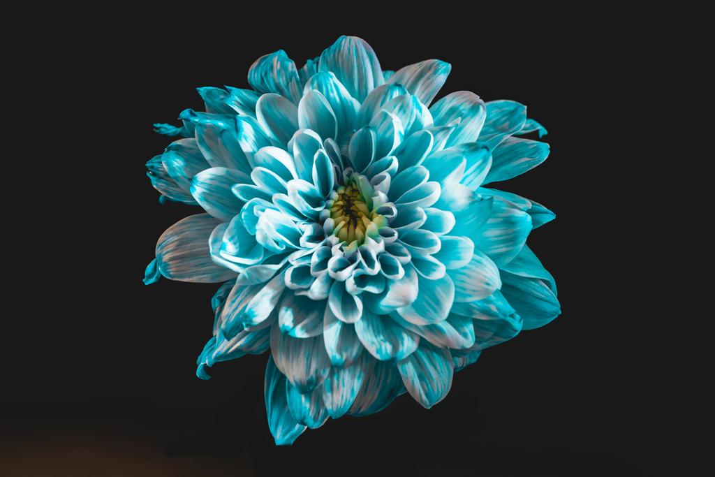 黒に分離された青と白の花びらを持つ花のクローズ アップ - 写真・画像