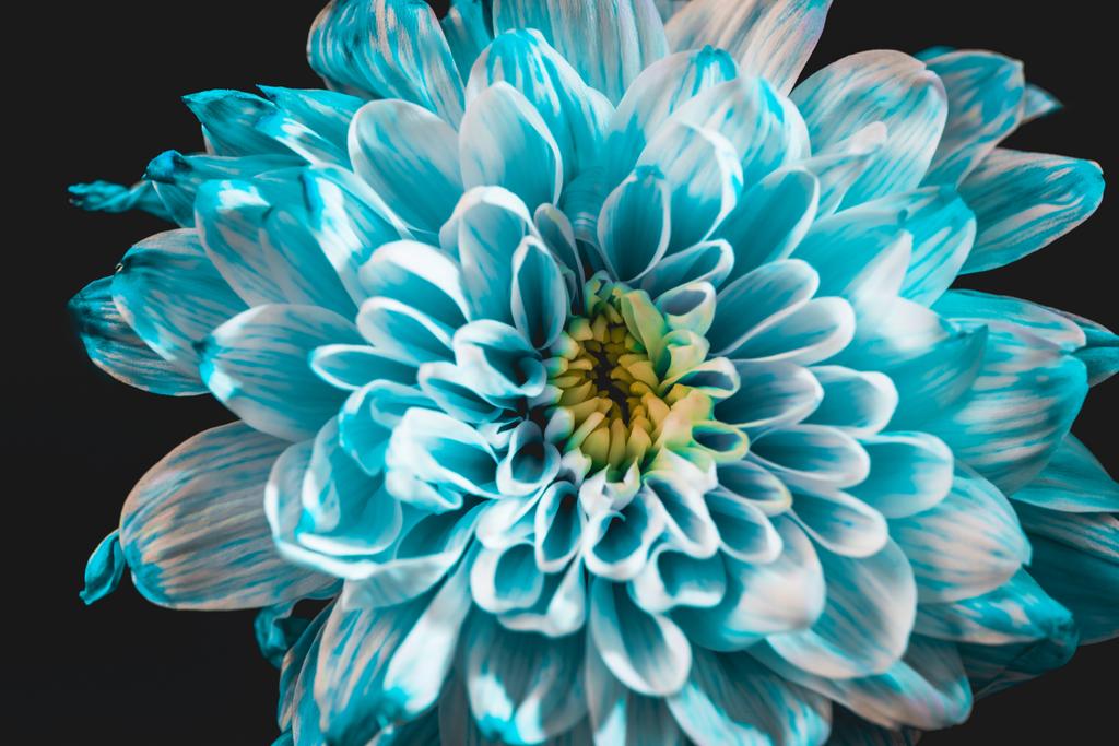 Close up van prachtige blauwe en witte daisy, geïsoleerd op zwart - Foto, afbeelding