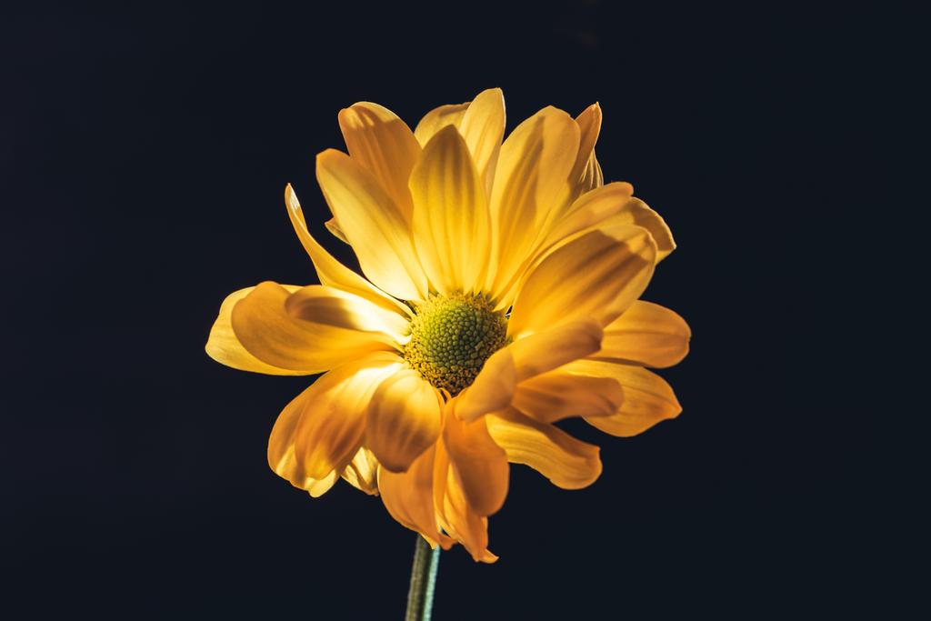 one yellow daisy flower, isolated on black - Photo, Image