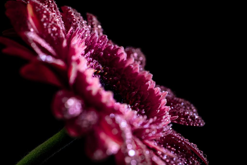黒に分離された花びらの滴と新鮮なピンクのガーベラの花のクローズ アップ - 写真・画像