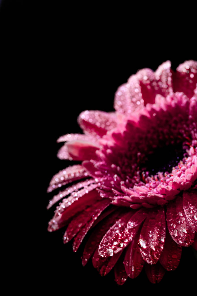 花びらが 黒い背景に分離の滴とピンクのガーベラの花のクローズ アップ ロイヤリティフリー写真 画像素材