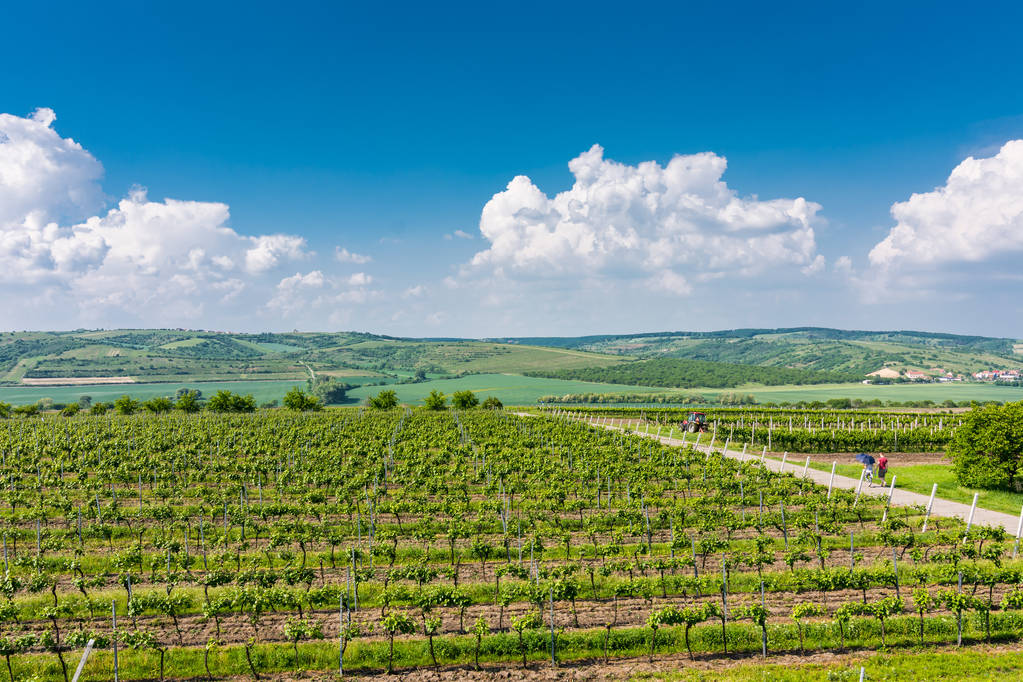 Südmähren, Tschechische Republik: Weinfelder auf landwirtschaftlichen Flächen. Landwiese, Weinbergpflanze und wunderschöne Landschaft in der Nähe eines kleinen Dorfes. Sommer und blauer Himmel mit schönen Wolken - Foto, Bild
