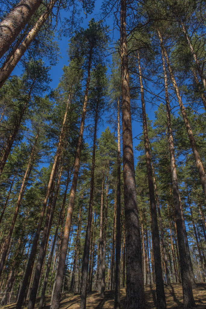 Сосновый лес и голубое небо в солнечный день
 - Фото, изображение