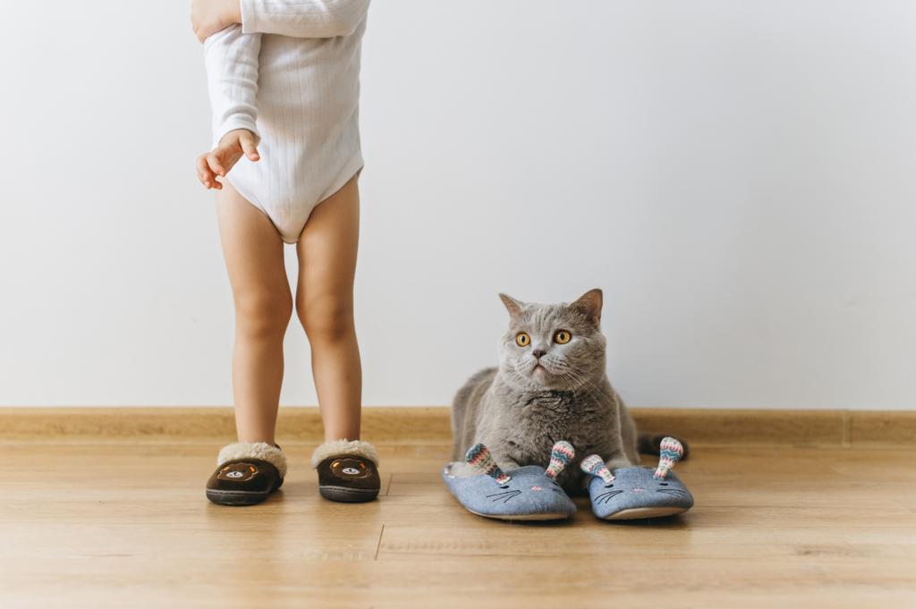ritagliato colpo di bambino e grigio britannico shorthair gatto in traverse a casa
 - Foto, immagini
