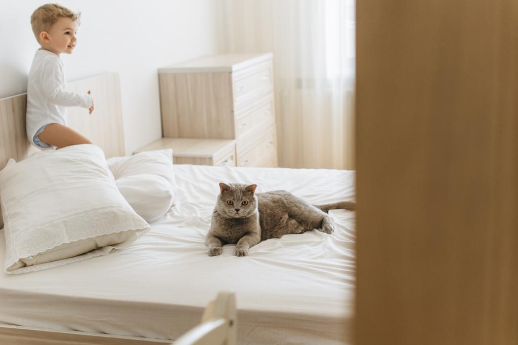 adorable niño pequeño y gris británico taquigrafía en la cama en casa
 - Foto, Imagen