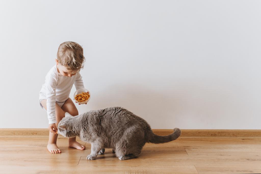 menino pequeno em terno branco com biscoitos e gato cinza em casa
 - Foto, Imagem