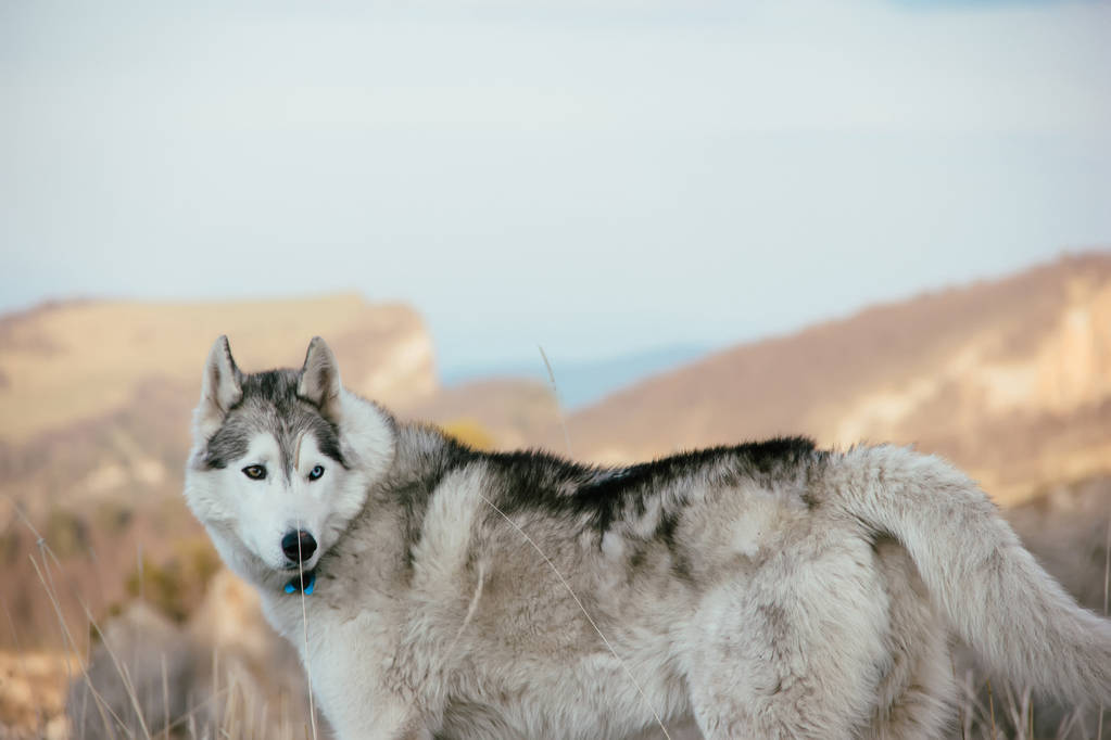 Il cane di razza Husky viaggia attraverso le montagne del Caucaso
 - Foto, immagini