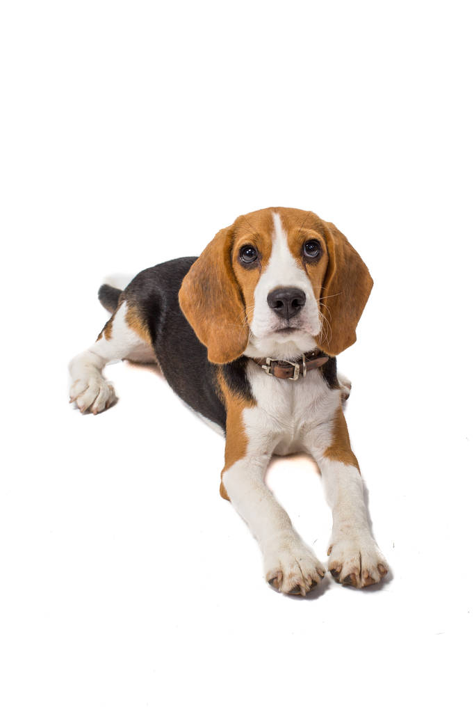 Beagle sobre un fondo blanco
 - Foto, imagen