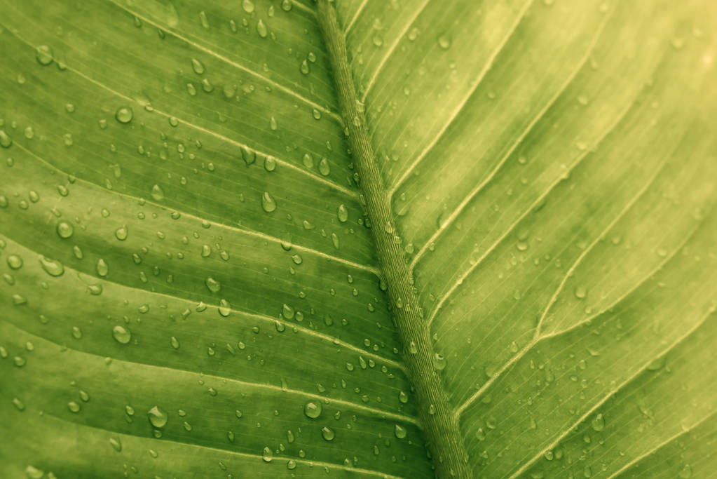 Зелений лист з краплями води - абстрактний зелений смугастий природний фон, Природна фотографія (Вінтажний тон
) - Фото, зображення