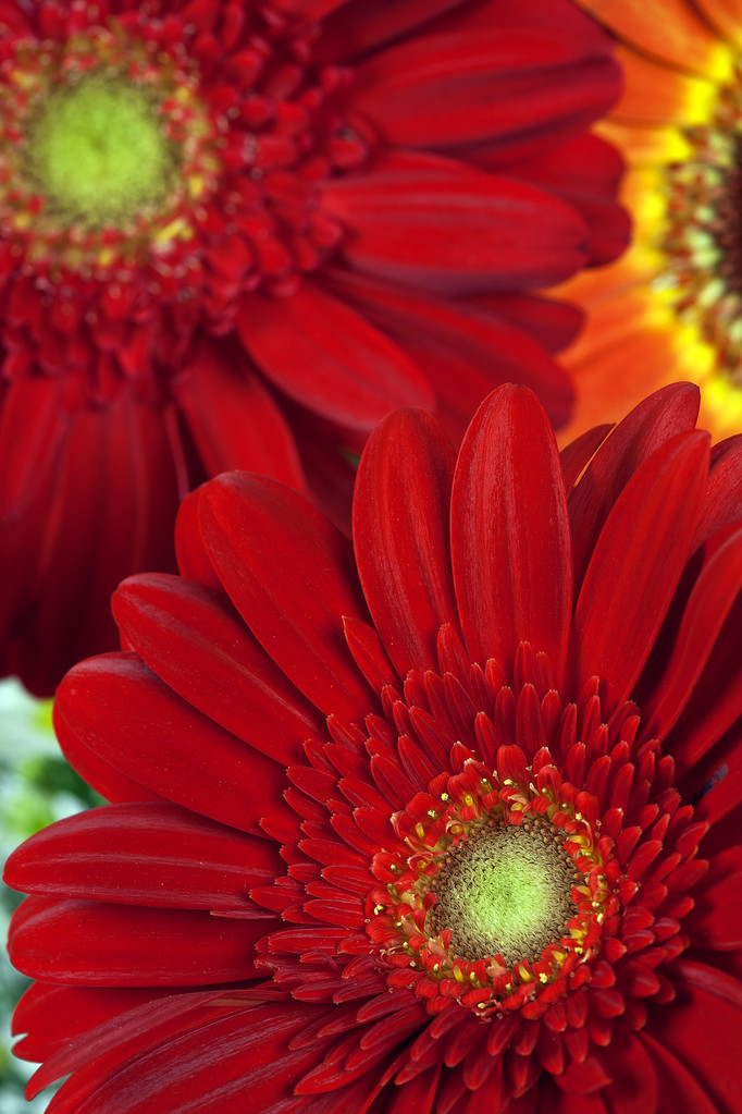 美しいガーベラの花クローズ アップ - 写真・画像
