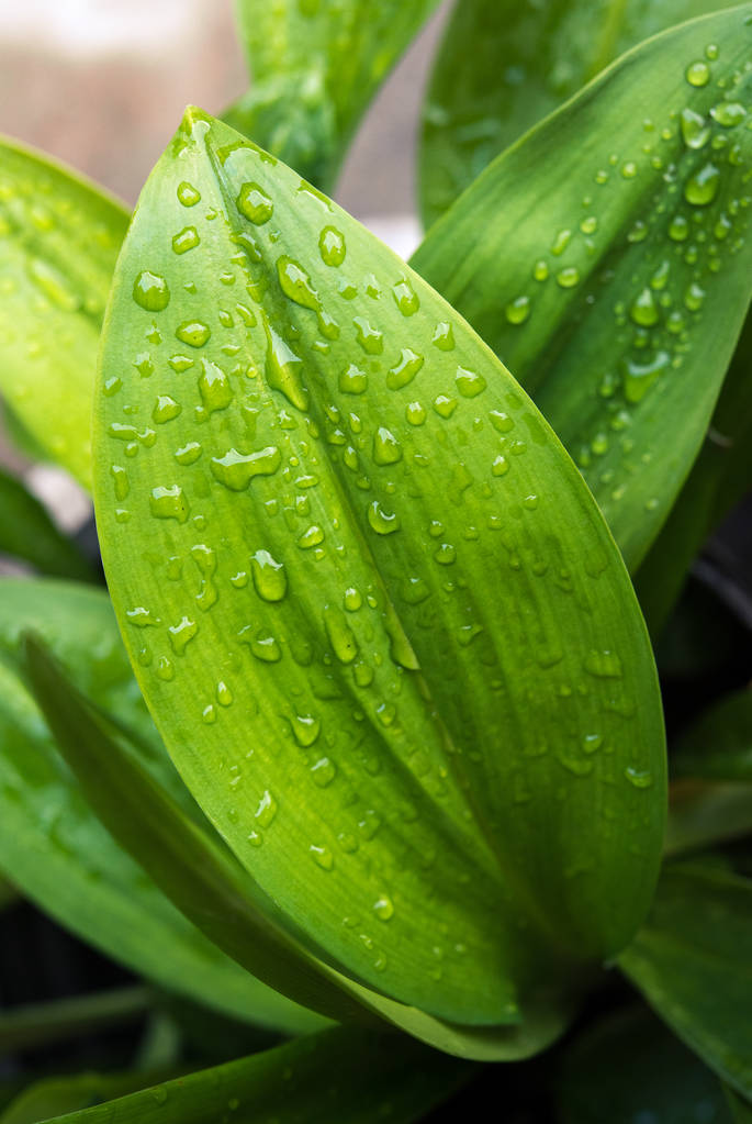 Zielony liść z kropli wody - Abstrakcja Zielony pasiasty tle natura, naturalne fotografii - Zdjęcie, obraz