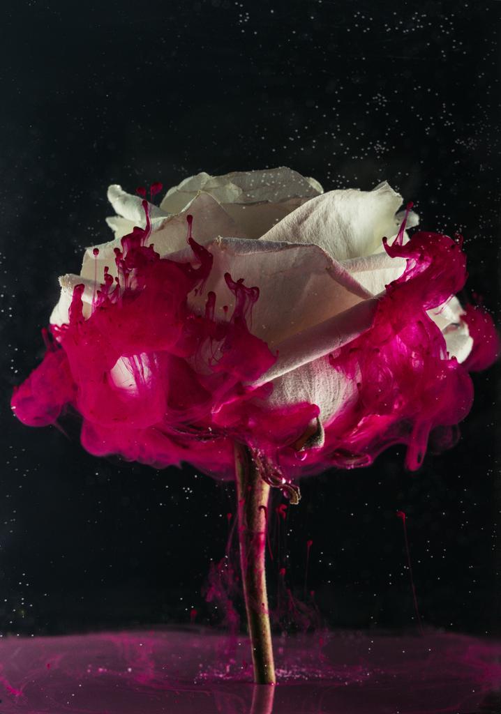 красива ніжна біла квітка троянди і рожева фарба на чорному
   - Фото, зображення