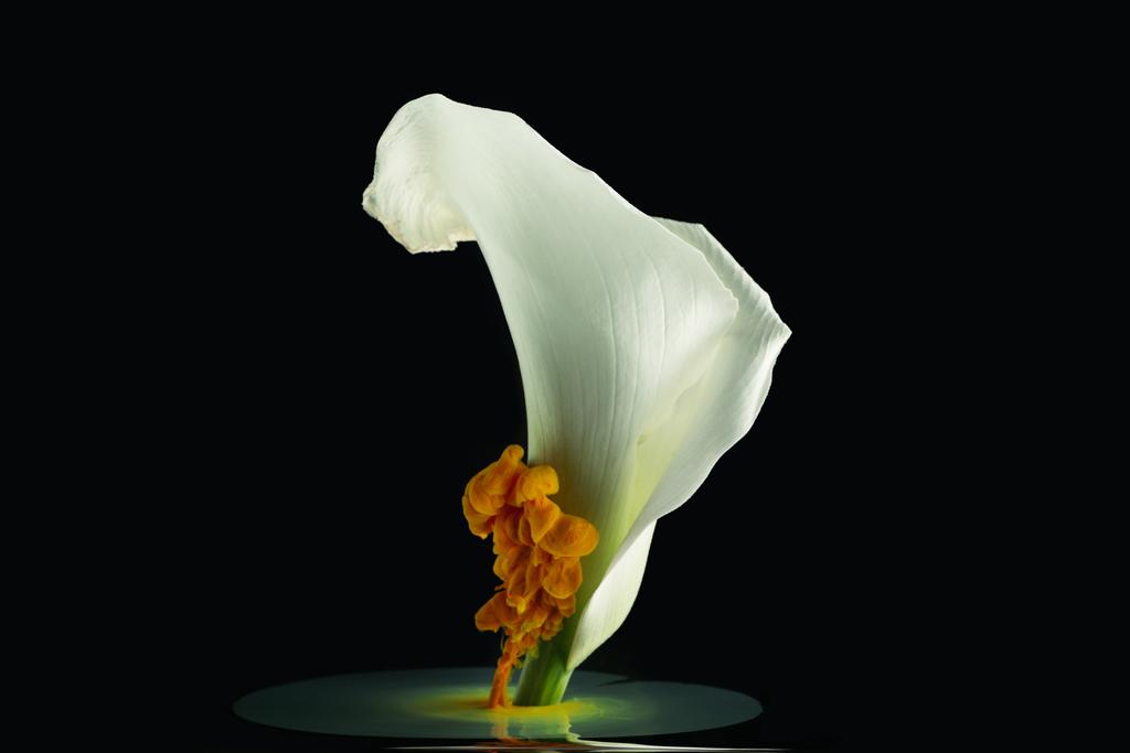 belle fleur de lys calla blanc tendre et peinture orange sur noir
 - Photo, image
