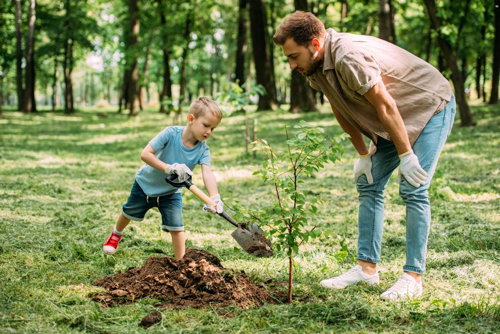 padre guardando come figlio piantare albero al parco
 - Foto, immagini