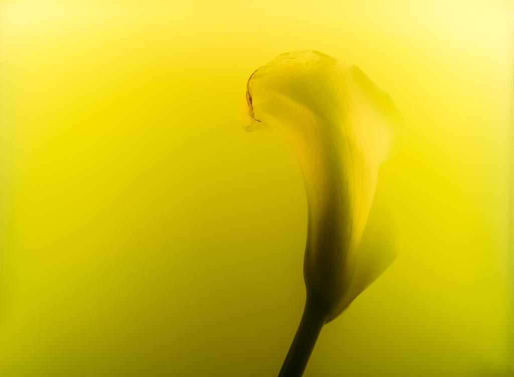 крупним планом красива квітка каллі в жовтому чорнилі
 - Фото, зображення