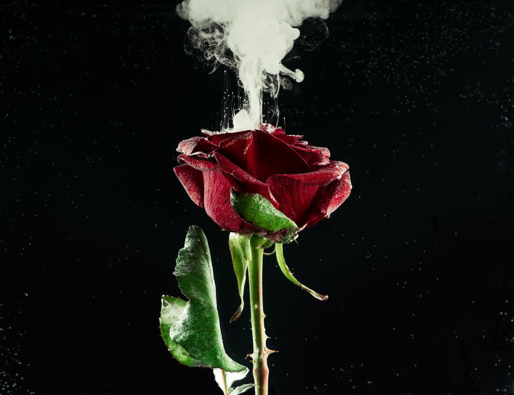 zbliżenie piękna czerwona róża kwiat, i biały Abstrakcja atrament na czarny  - Zdjęcie, obraz