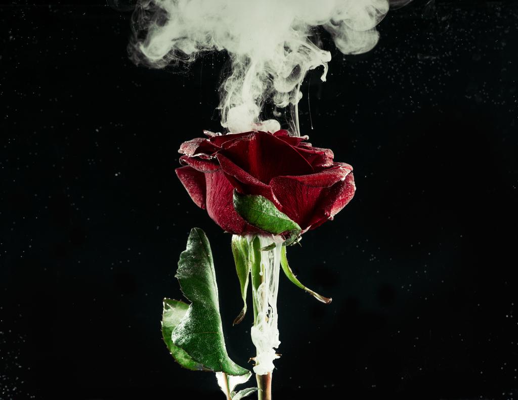 γκρο πλαν θέα όμορφο τριαντάφυλλο κόκκινο και λευκό ροή μελανιού στο μαύρο  - Φωτογραφία, εικόνα