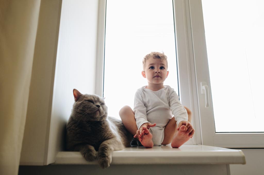 милый маленький ребенок с серой британской короткой кошкой сидит на подоконнике дома и смотрит в сторону
 - Фото, изображение