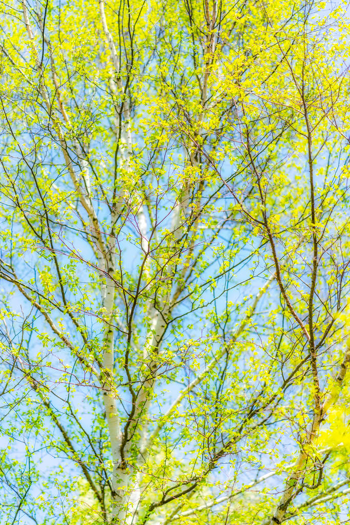 береза в весняному лісі
  - Фото, зображення