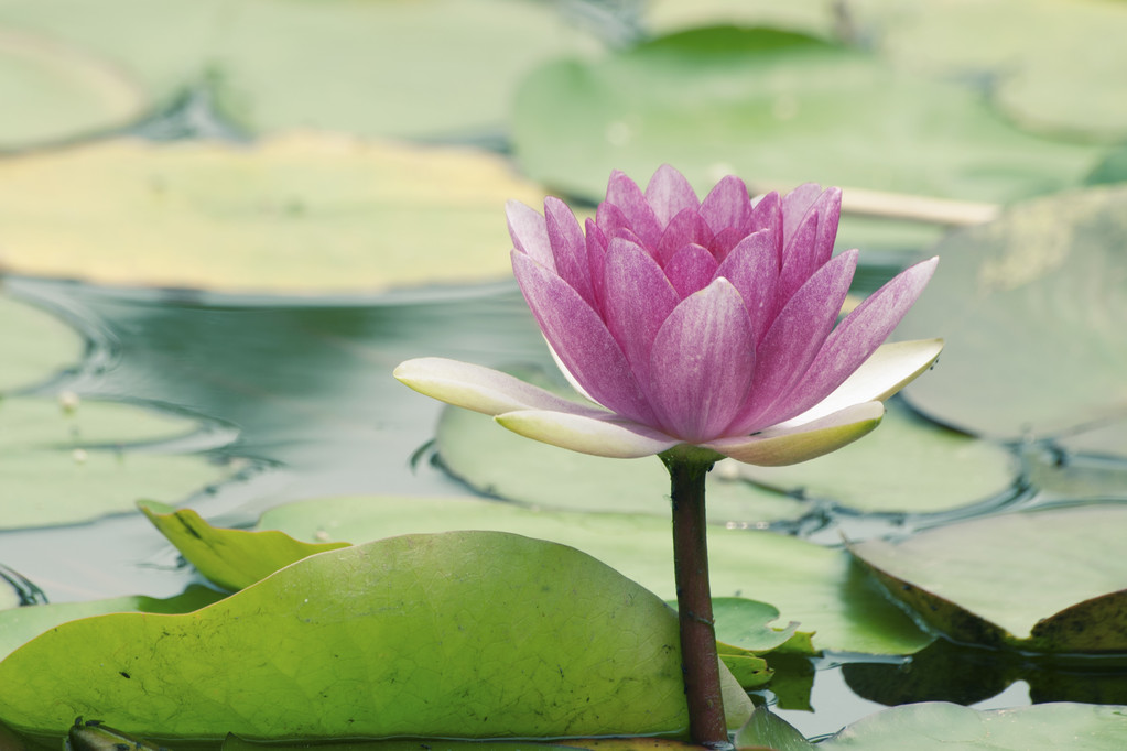 Цветок лотоса - Фото, изображение