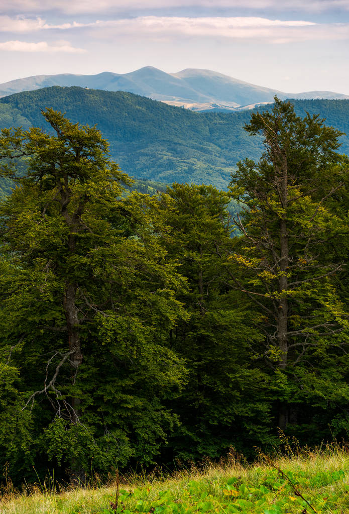 Bükk erdő a Kárpátok délután. gyönyörű természeti tájon nyáron. Svydovets hegygerinc a távolban, a felhős ég alatt - Fotó, kép