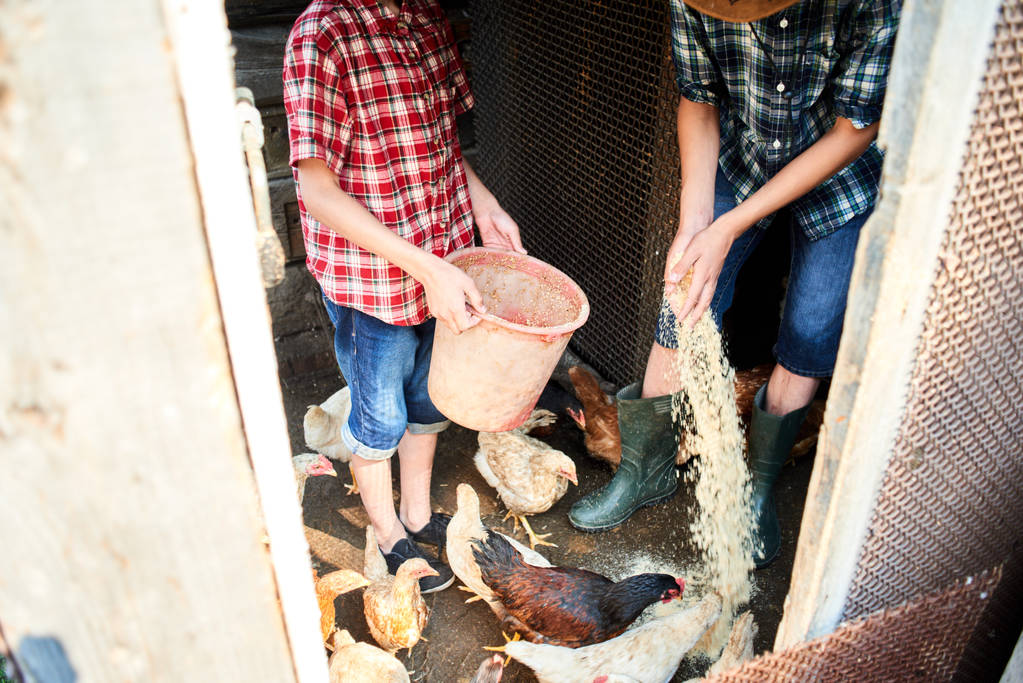 2 人の兄弟は、鶏小屋の床の上に食べ物を散布します。 - 写真・画像