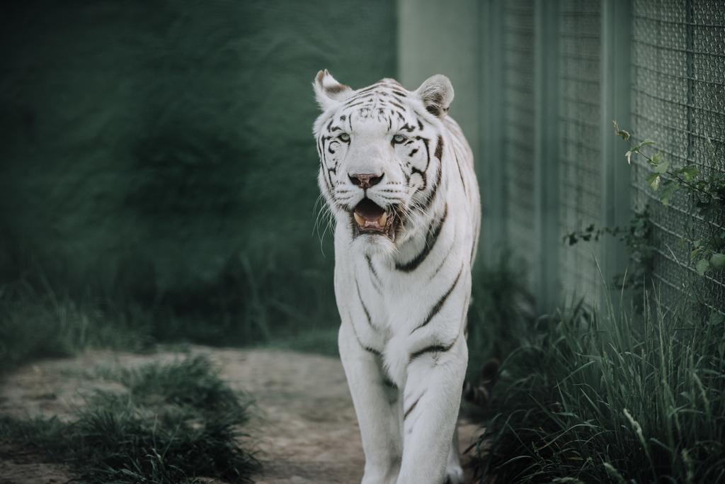 вид на красивого белого бенгальского тигра в зоопарке
 - Фото, изображение