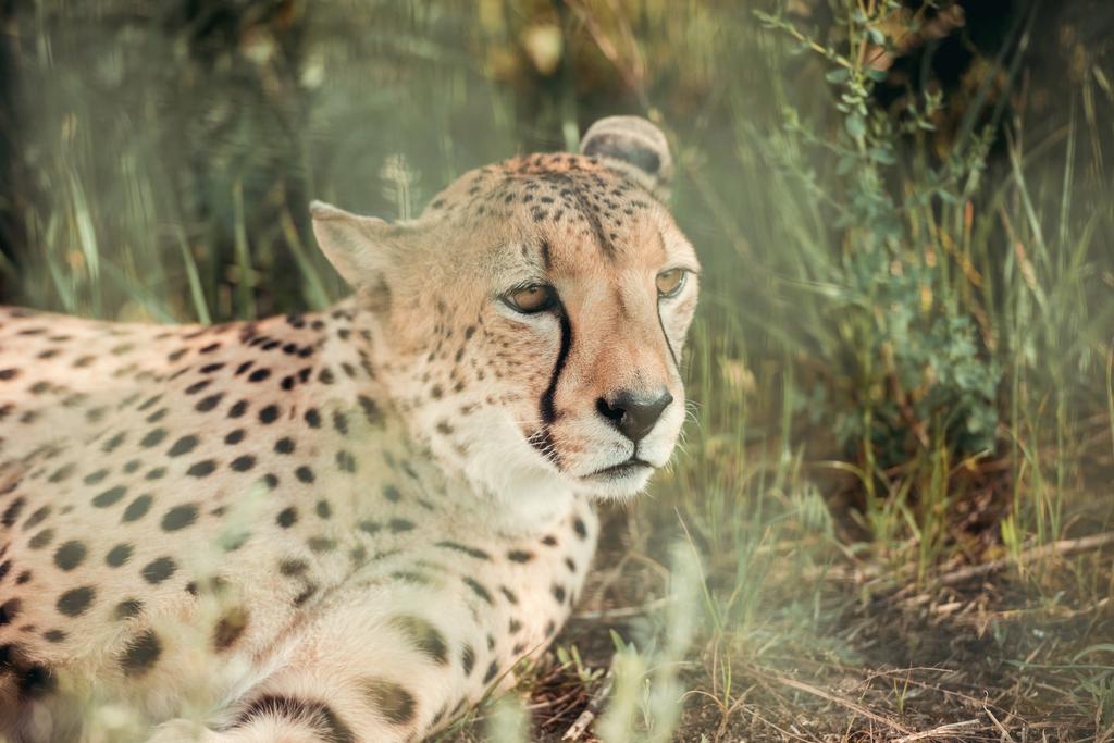 zbliżenie zwierzę piękne cheetah odpoczynku na zielonej trawie w zoo - Zdjęcie, obraz