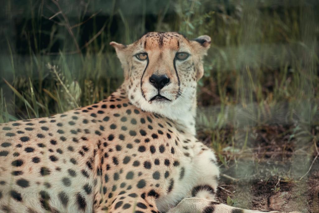 close up view of beautiful cheetah animal resting on green grass at zoo - Photo, Image
