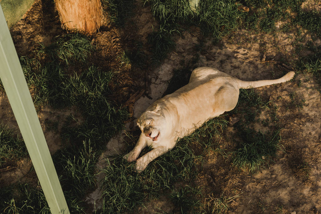 podniesionymi widokiem lwica, leżąc na trawie w zoo - Zdjęcie, obraz