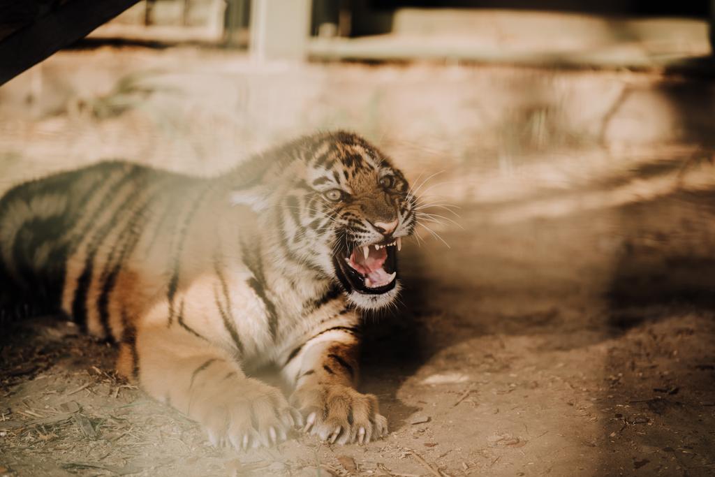 vista da vicino del cucciolo di tigre carino allo zoo
 - Foto, immagini