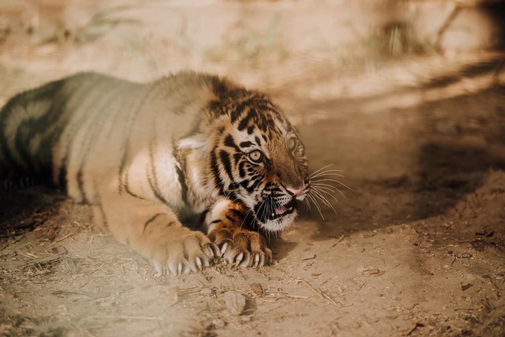 zblízka pohled roztomilé tygří mládě v zoo - Fotografie, Obrázek