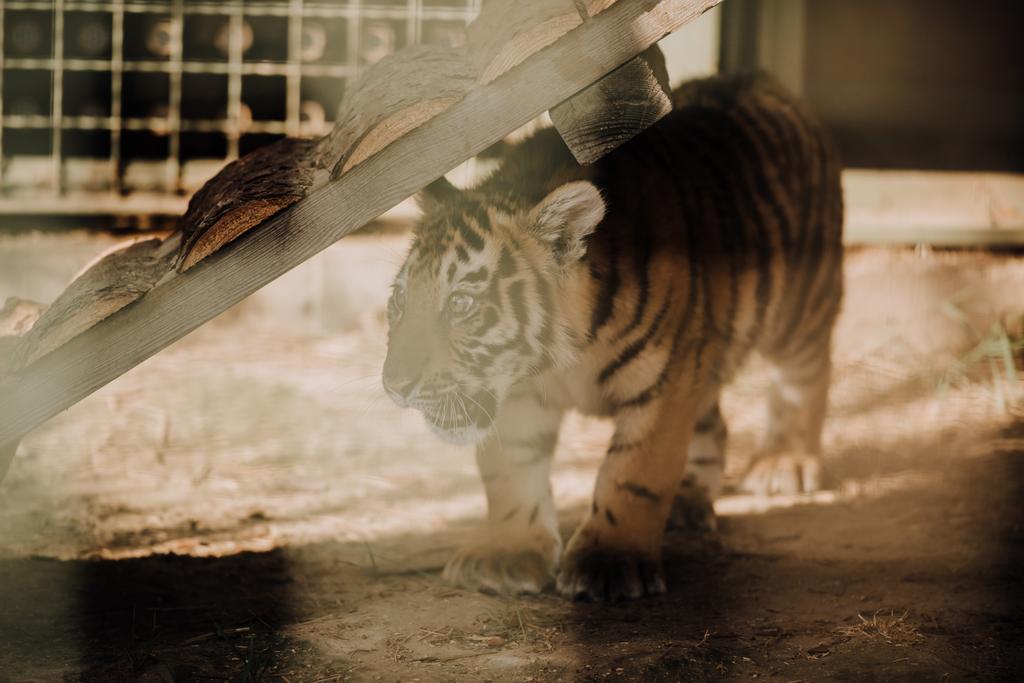 lähikuva söpö tiikeri pentu eläintarhassa
 - Valokuva, kuva